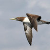 Nazca Booby